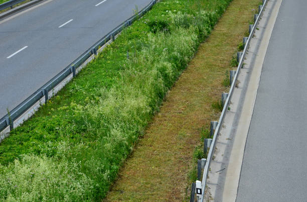 pelouse dans une moitié non coupée avec du trèfle et dans l’autre moitié régulièrement fauchée à une faible hauteur de tige. le contraste de ces maintenances est vu sur une photo - half way line photos et images de collection