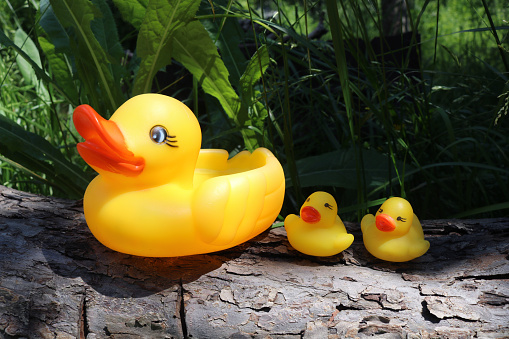 Three yellow rubber ducks for swimming. Family of yellow rubber ducks on a wooden surface against a background of lush greenery