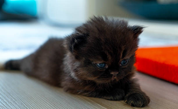istock a black newborn persian cat 1325225396