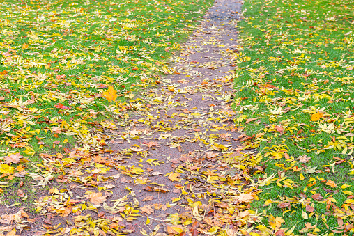 Autumn lawn covered in leaves.