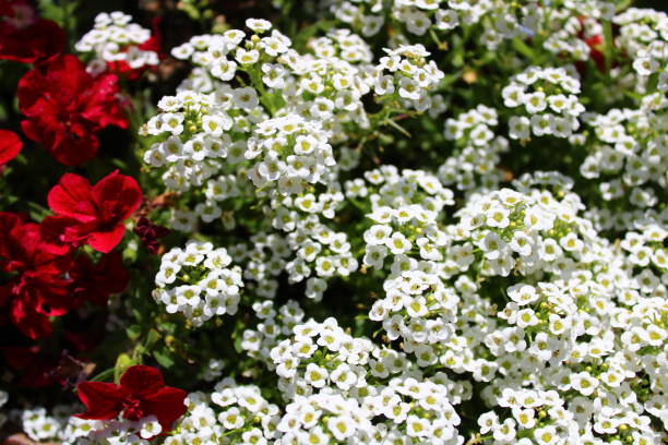 istock sweet alison in the garden 1325226988