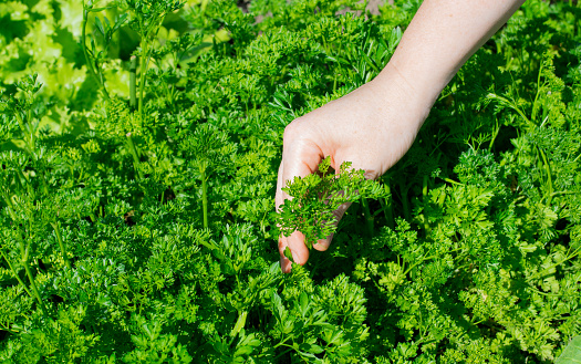 Woman harvesting parsley from the garden bed on a sunny day. Homegrown produce