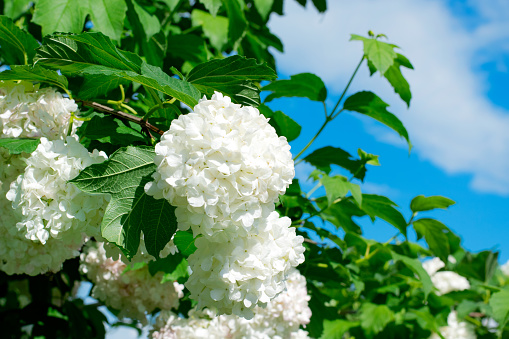 White flowers of Snowball Viburnum shrub against the blue sky on a sunny day
