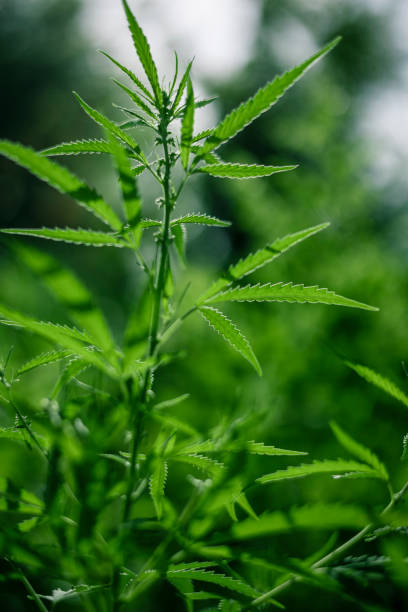istock cannabis indica foliage , soft focus . 1325227937