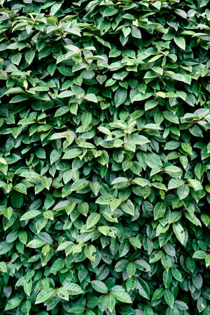 istock Green foliage on an evergreen bush. Close-up 1325228293