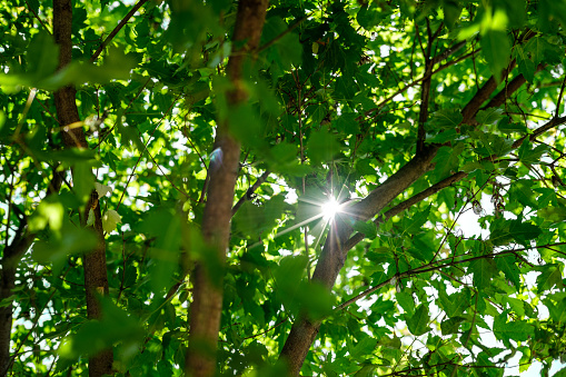 The rays of the bright sun pass through the branches and green leaves of the tree.