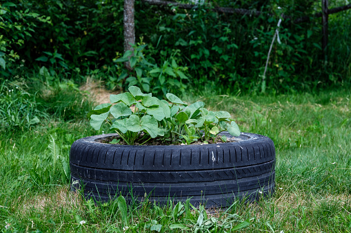 A flower bed with flowers from an old car tire on a lawn with green grass.