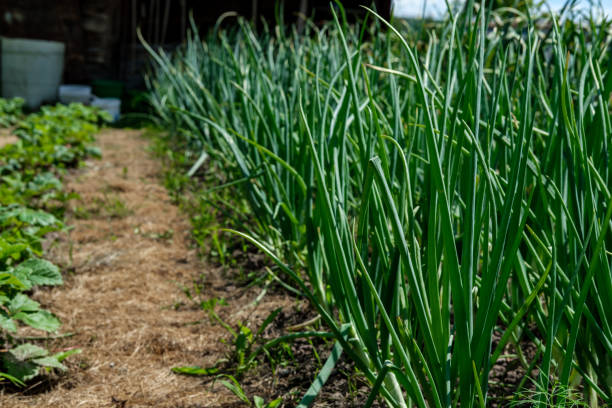istock Green onion feathers in the garden. 1325229343