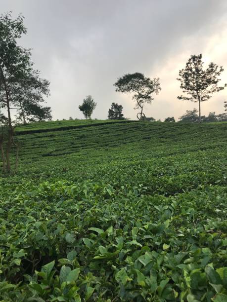 istock Green Tea plantation on a mountain 1325229427