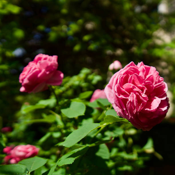 istock Fragrant pink rose bush in the garden. 1325230028