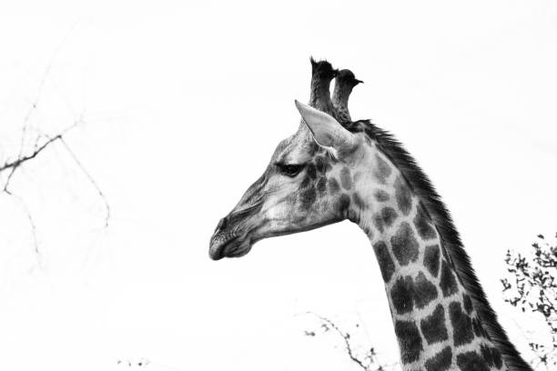 istock Profile of a lonely giraffe 1325230039