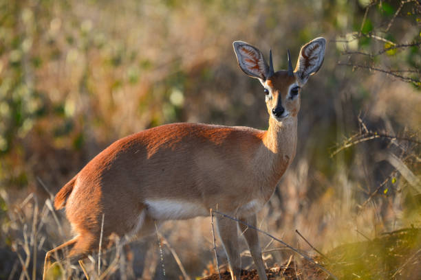 istock A steenbok at dawn on Kruger 1325230208