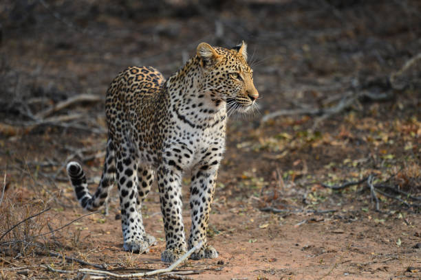 istock A leopard hunting in the woodlands 1325231432