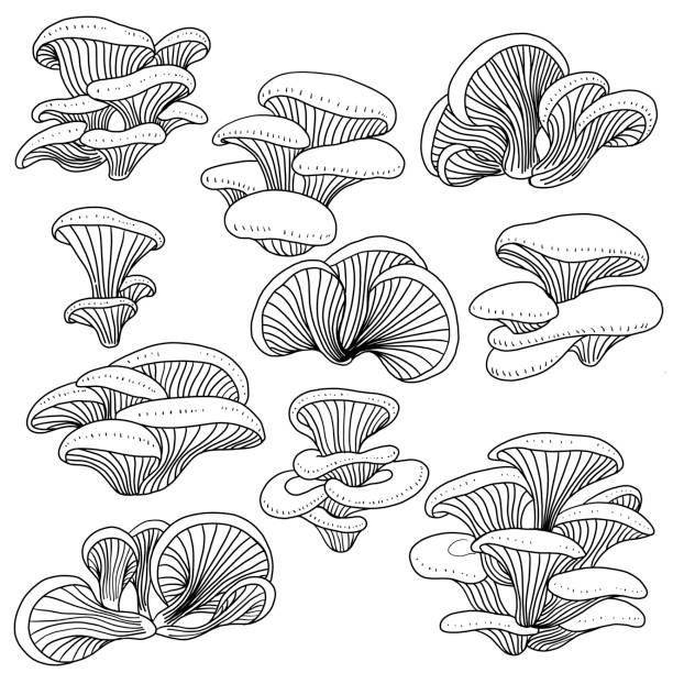 illustrazioni stock, clip art, cartoni animati e icone di tendenza di doodle schizzo a mano libera disegno set di raccolta di funghi ostrica vegetale. - oyster mushroom edible mushroom fungus vegetable