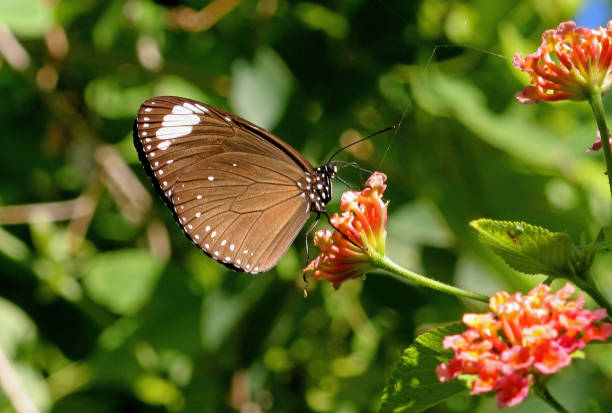 istock Purple Crow butterfly 1325232211