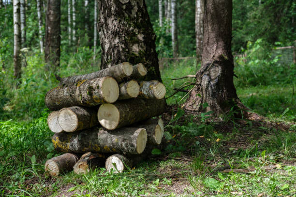 istock Logs are stacked in the forest. 1325232324