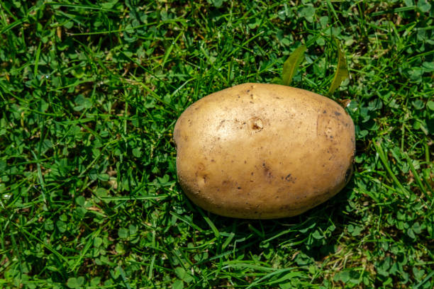 istock One potato is lying on the grass. 1325232409