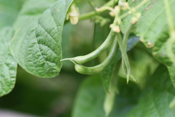 istock Green beans flowers and growth. 1325232443
