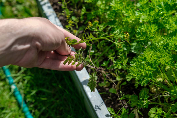 istock Removing weeds in the garden. 1325232479