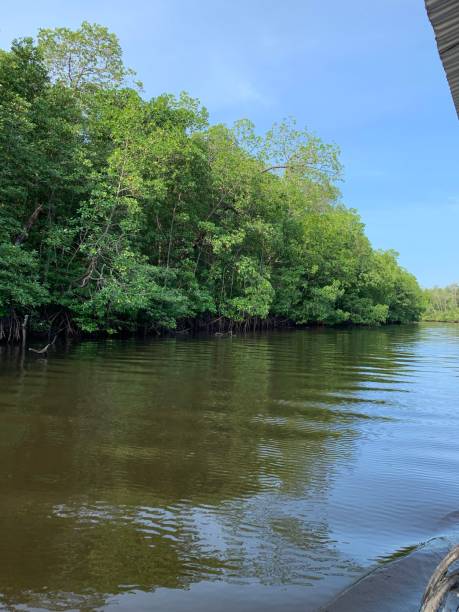 istock Scenic view of tropical swamp 1325236397