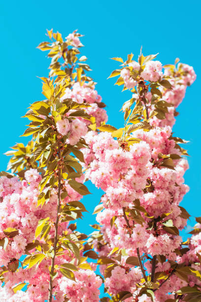 istock Branch of a blossoming apple tree in a spring garden. 1325236460