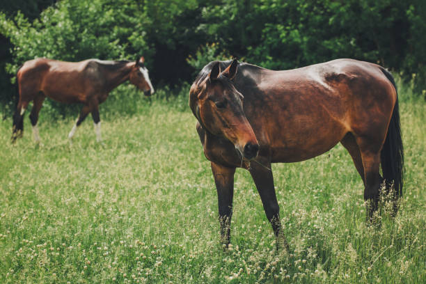 istock Beautiful horses grazing in the meadow. 1325236540