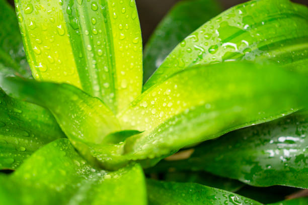 The water droplet from raindrops on fresh yellow and green leaf of Queen of dracaena's leaflet, cover on  vein line and smooth skin of long linear leaf, it is kind of tropical plant in southeast asia. stock photo