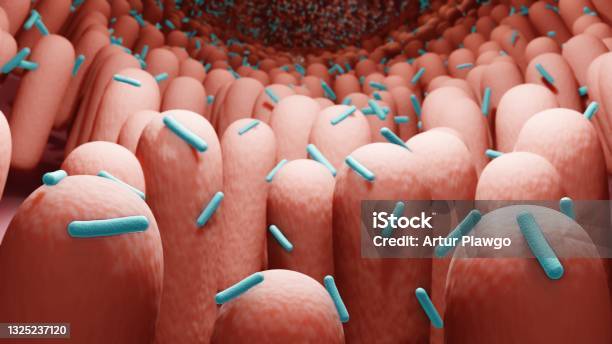 Gut Bacteria Probiotics Stock Photo - Download Image Now - Probiotic, Intestine, Microbiome