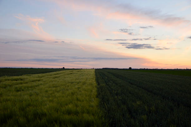 istock agricultural fields in Vojvodina with colorful sunset sky 1325237254