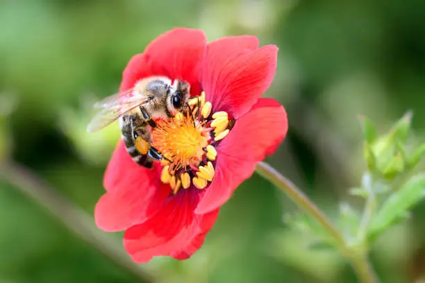 Bee - Apis mellifera - pollinates a blossom of the cinquefoils - Potentilla "u201eFlamenco"u201c"n