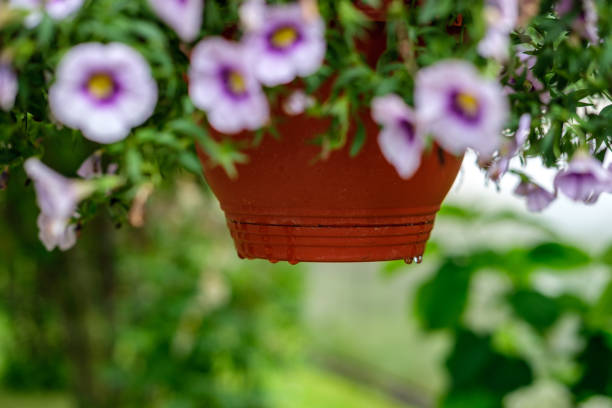 istock Hanging pots with flowers after rain. 1325240184