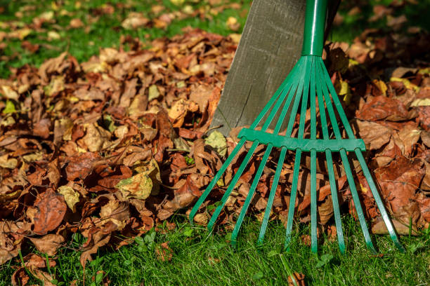 istock A fan rake stands next to the leaves. 1325240677