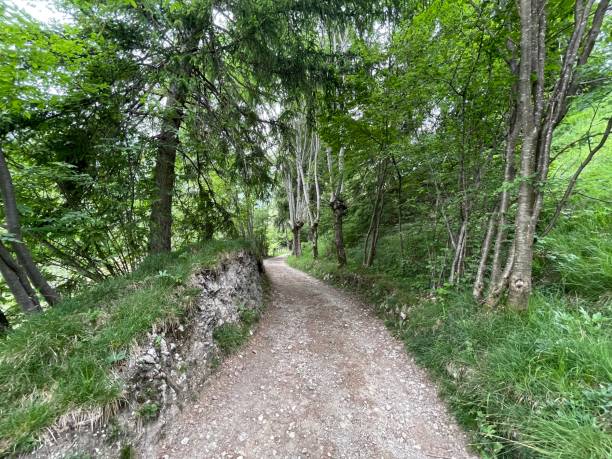 istock Walk in the woods 1325240760
