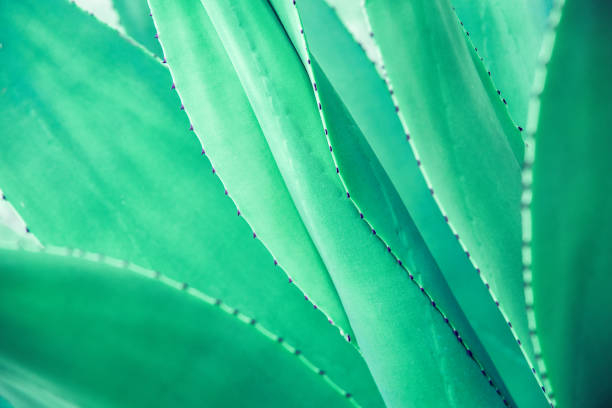 istock Cactus, agave, closeup, background, pattern, abstract, nature and texture, dark red 1325240911