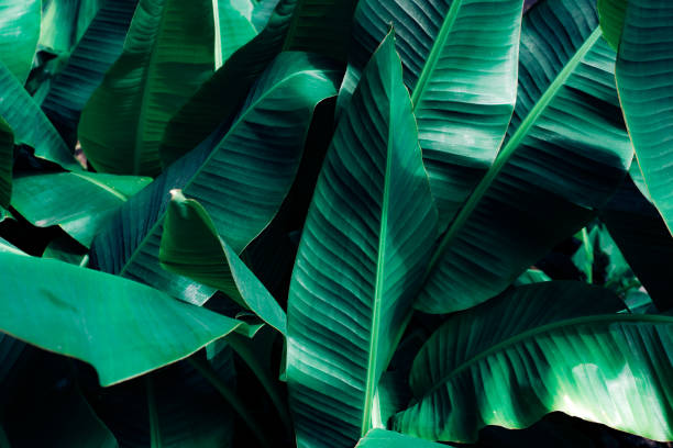 istock abstract banana leaf texture, tropical leaf foliage nature dark green background 1325241014