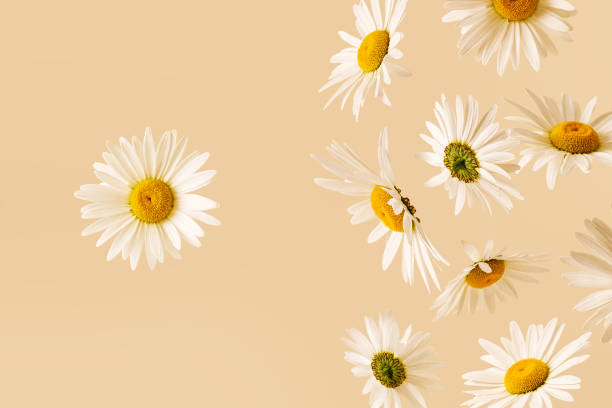 Bold surreal realistic contemporary chamomile flowers are falling and one is fixed. Contemporary concept with flowers and levitation.