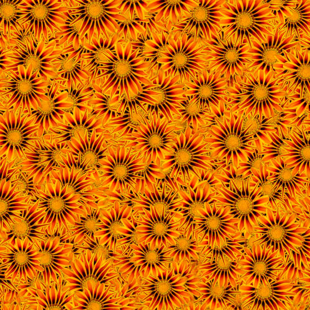 istock Background from the flower bud of Gatsania distributed in random. 1325244734