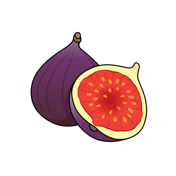 Cartoons fruit fig for kids This is a vector illustration for preschool and home training for parents and teachers. Cartoons fruit fig for kids This is a vector illustration for preschool and home training for parents and teachers. fig tree stock illustrations