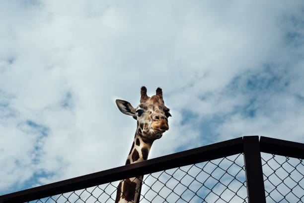 istock Giraffe looks at me through a wire mesh fence 1325246841