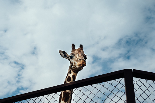 Giraffe looks at me through a wire mesh fence.
