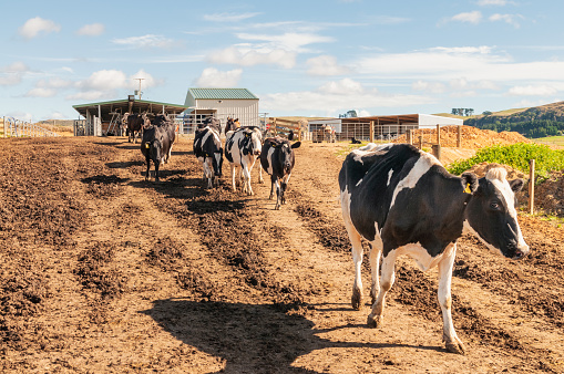 Following milking in the cowshed, cows walking back towards their grass fields on a dairy farm in New Zealand.