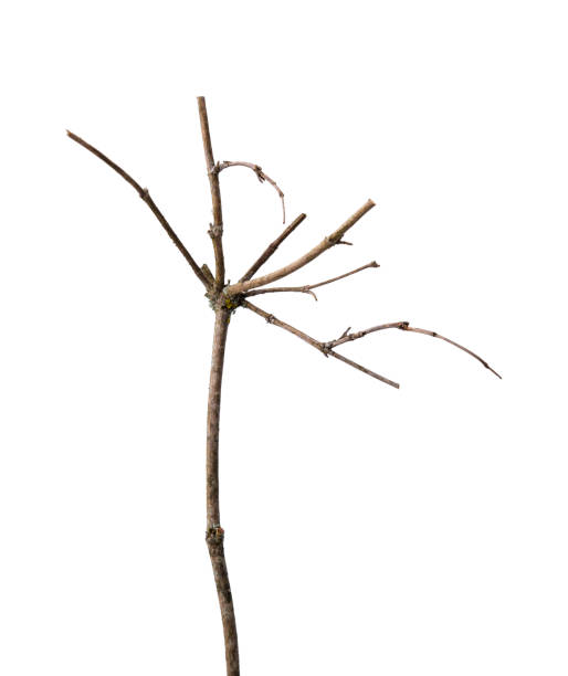 istock A branch with branches similar to an umbrella is isolated. 1325248317