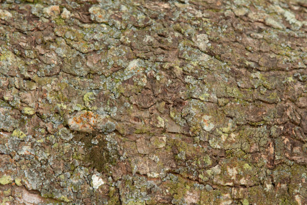 istock Background with wood texture of the tree trunk. 1325248812