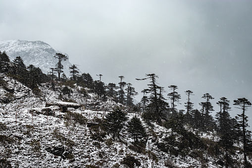 mountain covered with trees and light snow at evening from flat angle image is taken at sela pass arunachal pradesh india.