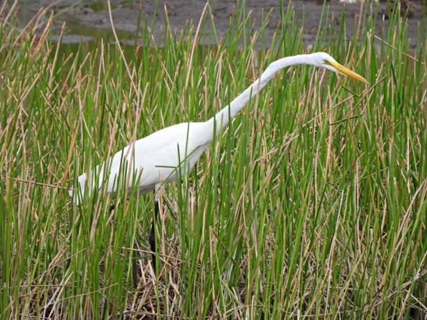 istock Great Egret (Ardea alba) foraging in the wetlands 1325251344