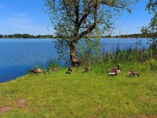 istock Wild geese at the lake 1325252055