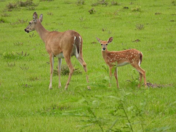 istock White-tailed Deer (Odocoileus virginianus) - Doe and her Fawn in a field 1325253539