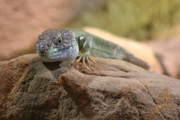 istock The green lizard is resting on a stone. 1325255345
