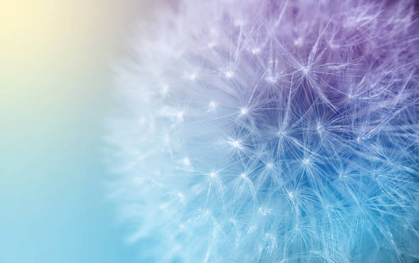 istock white dandelion with umbrella seeds on a colored background, natural textures 1325256361