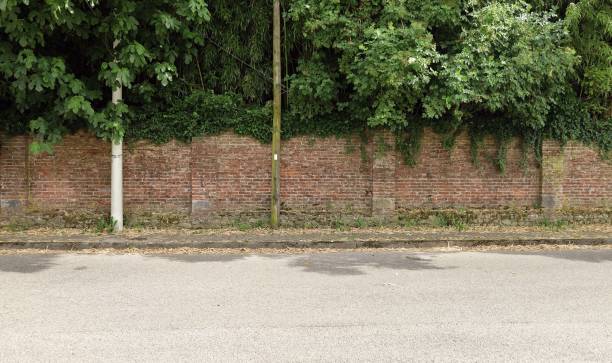 istock Old grunge brick wall with ivy on top and tall trees on behind. Concrete tiled sidewalk and asphalt road in front. 1325256596